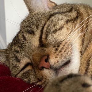 Meet your Posher, Nancy